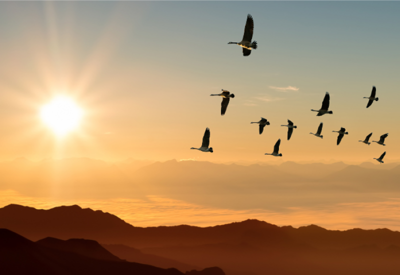 Birds flying in the sky