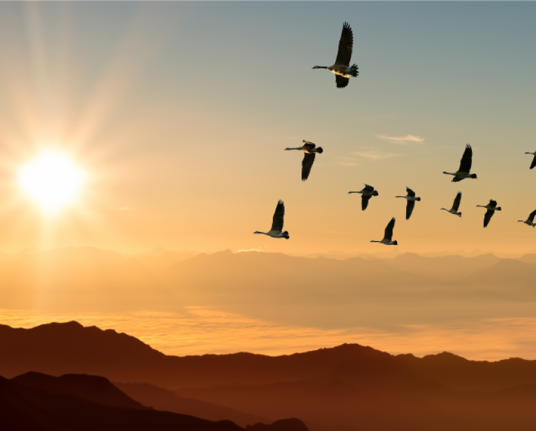 Birds flying in the sky