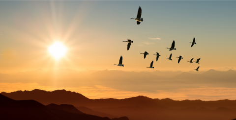 Birds flying in the sky